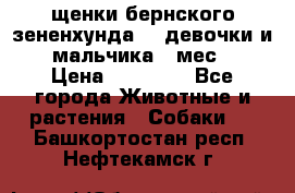 щенки бернского зененхунда. 2 девочки и 2 мальчика(2 мес.) › Цена ­ 22 000 - Все города Животные и растения » Собаки   . Башкортостан респ.,Нефтекамск г.